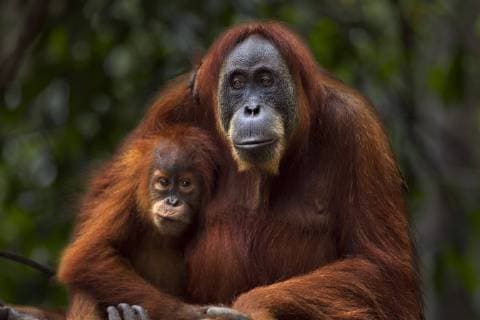 Sumatran orangutan (Pongo abelii) female Ratna aged 24 years sitting with her baby daughter Global aged 3-4 years. Gunung Leuser National Park, Sumatra, Indonesia. Apr 2012. Rehabilitated and released (or descended from those which were released) between 1973 and 1995.  1446612 FionaxRogers