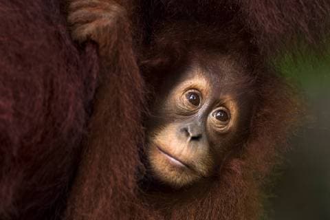 Sumatran orangutan (Pongo abelii) female baby Sandri aged 1-2 years portrait. Gunung Leuser National Park, Sumatra, Indonesia. Apr 2012. Rehabilitated and released (or descended from those which were released) between 1973 and 1995.  1446638 FionaxRogers