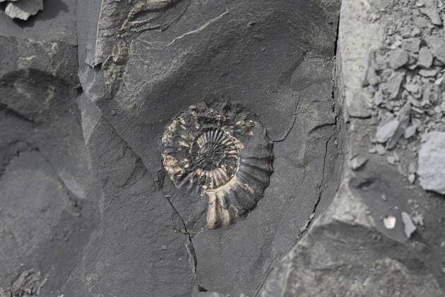 Ammonite (Aegoceras lataecosta) exposed on rock surface, Golden Cap, Dorset.  1449070 RobinxChittenden