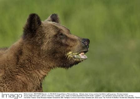 Grizzly bear (Ursus arctos horribilis) eating grass, Khutzeymateen Grizzly Bear Sanctuary, British Columbia, Canada, June.  1449541 LoicxxPoidevin