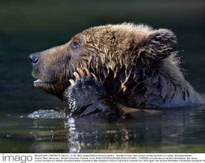 Female Grizzly bear (Ursus arctos horribilis) in water, Khutzeymateen Grizzly Bear Sanctuary, British Columbia, Canada, June.  1449589 LoicxxPoidevin