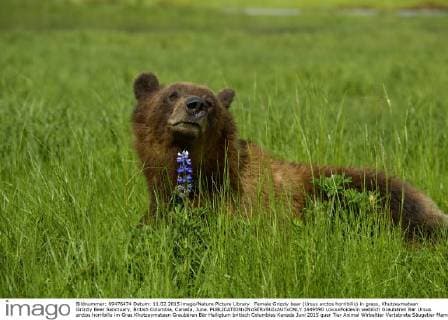 Female Grizzly bear (Ursus arctos horribilis) in grass, Khutzeymateen Grizzly Bear Sanctuary, British Columbia, Canada, June.  1449590 LoicxxPoidevin