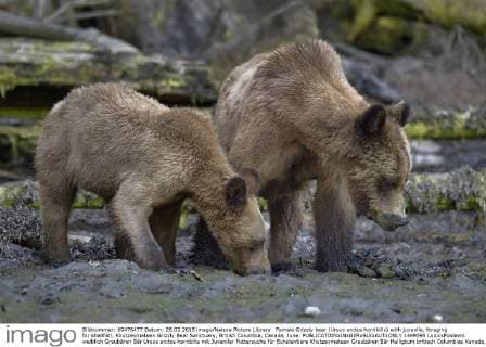 Female Grizzly bear (Ursus arctos horribilis) with juvenile, foraging for shellfish, Khutzeymateen Grizzly Bear Sanctuary, British Columbia, Canada, June.  1449595 LoicxxPoidevin