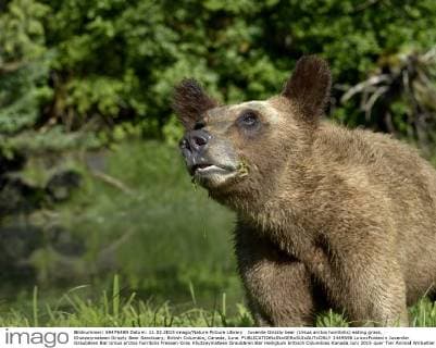 Juvenile Grizzly bear (Ursus arctos horribilis) eating grass, Khutzeymateen Grizzly Bear Sanctuary, British Columbia, Canada, June.  1449598 LoicxxPoidevin
