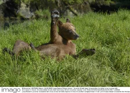 Juvenile Grizzly bear (Ursus arctos horribilis) lying in grass with arm raised in the air, Khutzeymateen Grizzly Bear Sanctuary, British Columbia, Canada, June.  1449599 LoicxxPoidevin