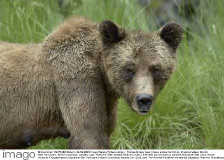 Female Grizzly bear (Ursus arctos horribilis), Khutzeymateen Grizzly Bear Sanctuary, British Columbia, Canada, June.  1449600 LoicxxPoidevin
