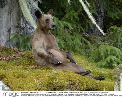 Juvenile Grizzly bear (Ursus arctos horribilis) sitting on moss, Khutzeymateen Grizzly Bear Sanctuary, British Columbia, Canada, June.  1449604 LoicxxPoidevin
