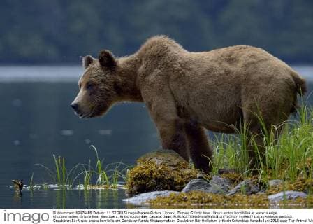 Female Grizzly bear (Ursus arctos horribilis) at water s edge, Khutzeymateen Grizzly Bear Sanctuary, British Columbia, Canada, June.  1449607 LoicxxPoidevin
