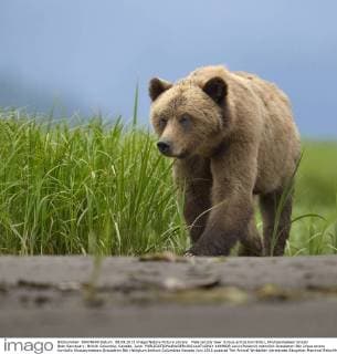 Male Grizzly bear (Ursus arctos horribilis), Khutzeymateen Grizzly Bear Sanctuary, British Columbia, Canada, June.  1449608 LoicxxPoidevin