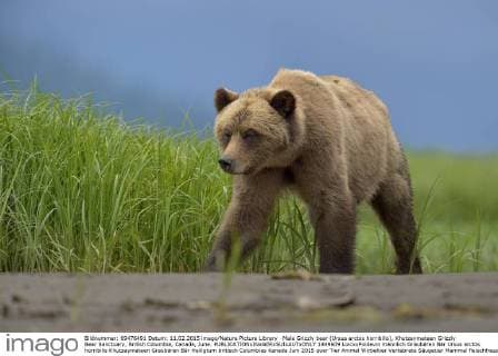 Male Grizzly bear (Ursus arctos horribilis), Khutzeymateen Grizzly Bear Sanctuary, British Columbia, Canada, June.  1449609 LoicxxPoidevin
