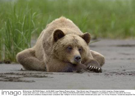 Male Grizzly bear (Ursus arctos horribilis) sleeping, Khutzeymateen Grizzly Bear Sanctuary, British Columbia, Canada, June.  1449610 LoicxxPoidevin