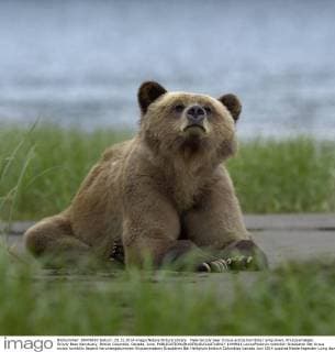 Male Grizzly bear (Ursus arctos horribilis) lying down, Khutzeymateen Grizzly Bear Sanctuary, British Columbia, Canada, June.  1449611 LoicxxPoidevin