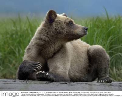Male Grizzly bear (Ursus arctos horribilis) lying down and looking around, Khutzeymateen Grizzly Bear Sanctuary, British Columbia, Canada, June.  1449612 LoicxxPoidevin