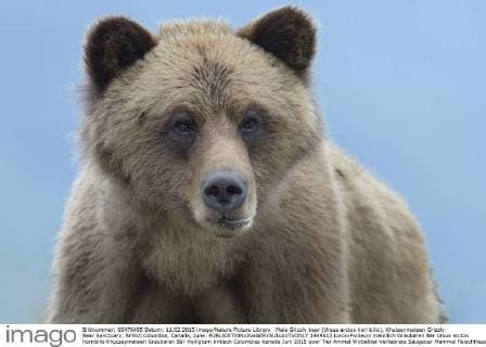 Male Grizzly bear (Ursus arctos horribilis), Khutzeymateen Grizzly Bear Sanctuary, British Columbia, Canada, June.  1449613 LoicxxPoidevin
