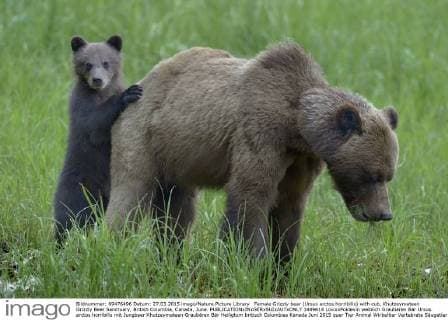 Female Grizzly bear (Ursus arctos horribilis) with cub, Khutzeymateen Grizzly Bear Sanctuary, British Columbia, Canada, June.  1449614 LoicxxPoidevin