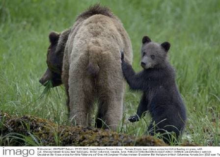 Female Grizzly bear (Ursus arctos horribilis) feeding on grass, with cub, Khutzeymateen Grizzly Bear Sanctuary, British Columbia, Canada, June.  1449616 LoicxxPoidevin
