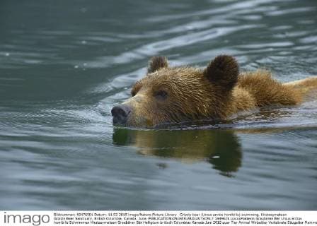 Grizzly bear (Ursus arctos horribilis) swimming, Khutzeymateen Grizzly Bear Sanctuary, British Columbia, Canada, June.  1449621 LoicxxPoidevin