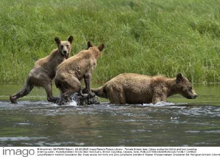 Female Grizzly bear (Ursus arctos horribilis) and two juveniles entering water, Khutzeymateen Grizzly Bear Sanctuary, British Columbia, Canada, June.  1449623 LoicxxPoidevin