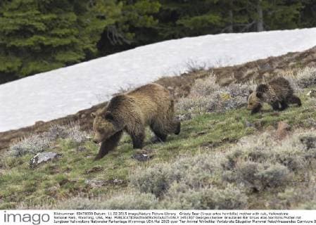 Grizzly Bear (Ursus artos horribilis) mother with cub, Yellowstone National Park, Wyoming, USA, May.  1451307 GeorgexxSanker