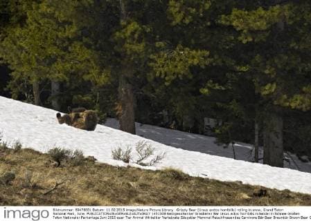 Grizzly Bear (Ursus arctos horribilis) rolling in snow, Grand Teton National Park, June.  1451308 GeorgexxSanker