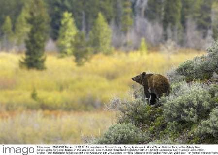 Spring landscape in Grand Teton National Park, with a Grizzly Bear (Ursus arctos horribilis) feeding in the sage brush. June.  1451309 GeorgexxSanker
