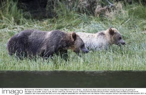 Adult Grizzly bear (Ursus arctos horribilis) and young cub grazing at the edge of the water. Knight Inlet, British Columbia, Canada, August.  1452007 DavidxxPattyn