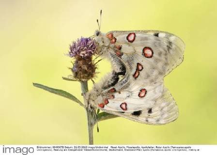 Mosel-Apollo, Moselapollo, Apollofalter, Roter Apollo (Parnassius apollo vinningensis), Paarung am Stengel einer Wiesenflockenblume, Deutschland, Rheinland-Pfalz Apollo (Parnassius apollo vinningensis), mating at the stem of a brown knapweed, Germany, Rhineland-Palatinate BLWS300684 Copyright: xblickwinkel McPHOTO D.xVorbuschx