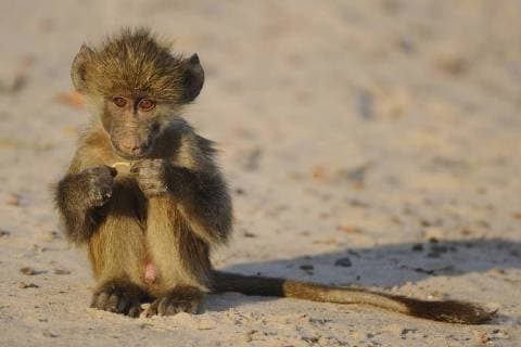Baby Chacma baboon (Papio ursinus) sitting warming up in winter morning sunshine, Chobe River, Botswana, August.  1463989 LouxCoetzer