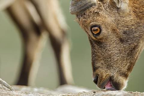Alpine ibex (Capra ibex) licking ground for minerals, Bernese Alps, Switzerland, August.  1465755 RadomirxxJakubowski