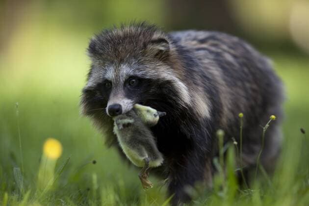 Raccoon dog (Nyctereutes procyonoides) with duckling prey, introduced species, Black Forest, Baden-Wurttemberg, Germany. May.  1467276 KlausxEchle