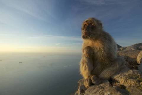 Barbary macaque (Macaca sylvanus), Upper Rock area of the Gibraltar Nature Reserve, Gibraltar, June.  1468253 MarkxxMacEwen