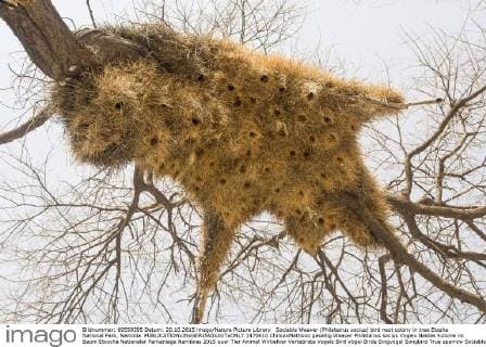 Sociable Weaver (Philetairus socius) bird nest colony in tree Etosha National Park, Namibia.  1470610 ChrisxxMattison