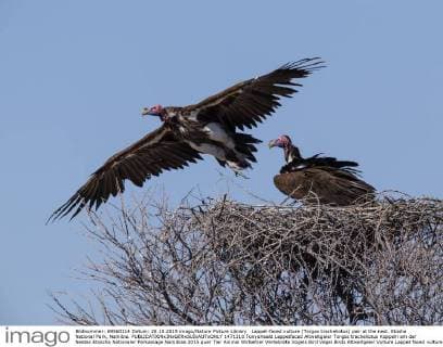 Lappet-faced vulture (Torgos tracheliotus) pair at the nest. Etosha National Park, Namibia.  1471310 TonyxHeald