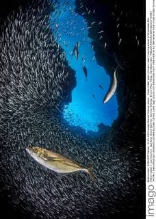 Shoal of Bar jacks (Caranx ruber) hunting school of Silversides fish (Atherinidae) in coral cavern. East End, Grand Cayman, Cayman Islands, British West Indies. Caribbean Sea.  1472433 AlexxxMustard