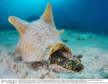 Queen conch (Strombus gigas) extending its proboscis and stalked eyes at it moves across the sand by coral reef. East End, Grand Cayman, Cayman Islands, British West Indies. Caribbean Sea.  1472436 AlexxxMustard