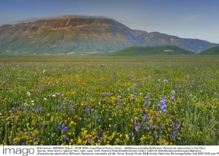 Wildflowers including Bellflowers (Campanula macrantha) on the Piano Grande, Monti Sibillini National Park, Italy, June, 2009.  1485759 WildxWondersxofxEuropex xBartocha
