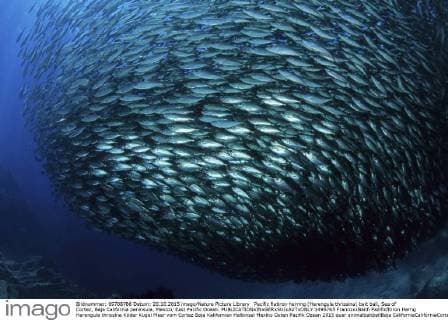 Pacific flatiron herring (Harengula thrissina) bait ball, Sea of Cortez, Baja California peninsula, Mexico, East Pacific Ocean.  1495765 FrancoxxBanfi