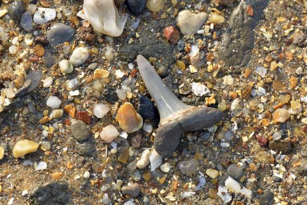 Fossiised shark s tooth (Striatolamia macrota) on the beach, eroded from the London Clay Formation, Eocene Epoch, circa 54 million years ago, Walton-on-the-Naze, Essex, England.  1504012 WillxWatson