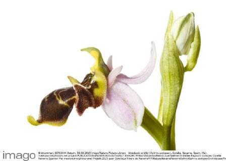 Woodcock orchid (Ophrys scolopax), Corella, Navarra, Spain, May. meetyourneighbours.net project  1504291 MYNx xEduardoxBlanco