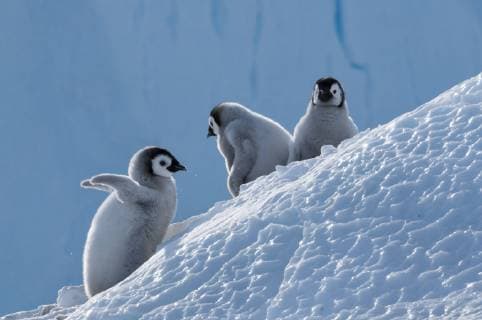 Emperor penguin (Aptenodytes forsteri) chicks, Amanda Bay, Prydz Bay, Ingrid Christensen Coast, East Antarctica, November.  1505733 TuixDexRoy
