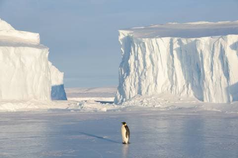 Emperor penguin (Aptenodytes forsteri), Amanda Bay, Prydz Bay, Ingrid Christensen Coast, East Antarctica, November.  1505742 TuixDexRoy