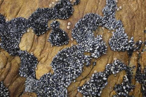 Mediterranean mussels (Mytilus galloprovincialis) and limpets on rock, Cape Province, South Africa, December.  1506276 MichaelxHutchinson