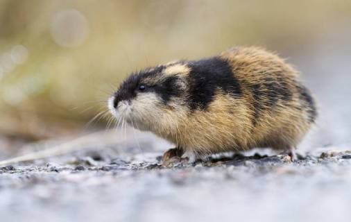 Norwegian lemming (Lemmus lemmus) profile, Troms. Norway.  01510416