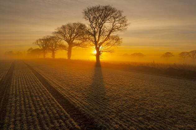 Farmland with Oak trees (Quercus robur) at sunrise on a frosty morning, Gimingham, Norfolk, England, UK, December 2006.  1512467 ErniexxJanes