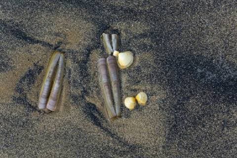 Sea shells on beach including Razor clams (Ensis silqua) and Cockle shells, Norfolk, England, UK, February.  1512506 ErniexxJanes