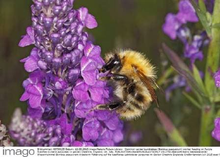 Common carder bumblebee (Bombus pascuorum) worker feeding on Purple Toadflax (Linaria purpurea) in garden Cheshire, England, UK. July.  1512750 AlanxxWilliams
