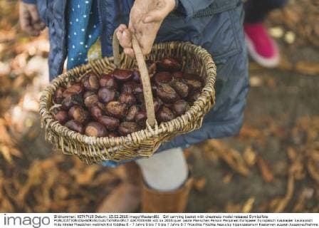 IMAGO Creative: Herbst, Kastanien sammeln Girl carrying basket with chestnuts model released Symbolfoto  ASCF000486
