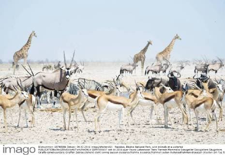 Namibia, Etosha National Park, wild animals at a waterhol  GEMF000657