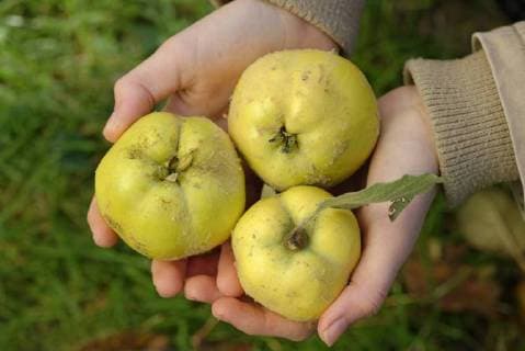 Hands of girl holding three quinces model released Symbolfoto  LBF001368