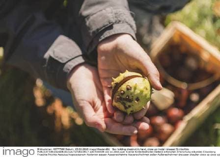 IMAGO Creative: Herbst, Kastanien sammeln Boy holding chestnut in hand, close up model released Symbolfoto  ASCF000489